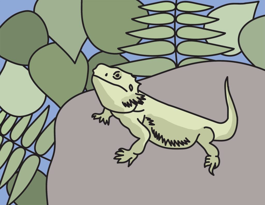 Bearded dragon coloring page