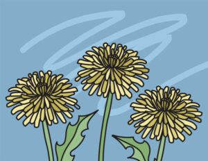 Dandelion Coloring Page