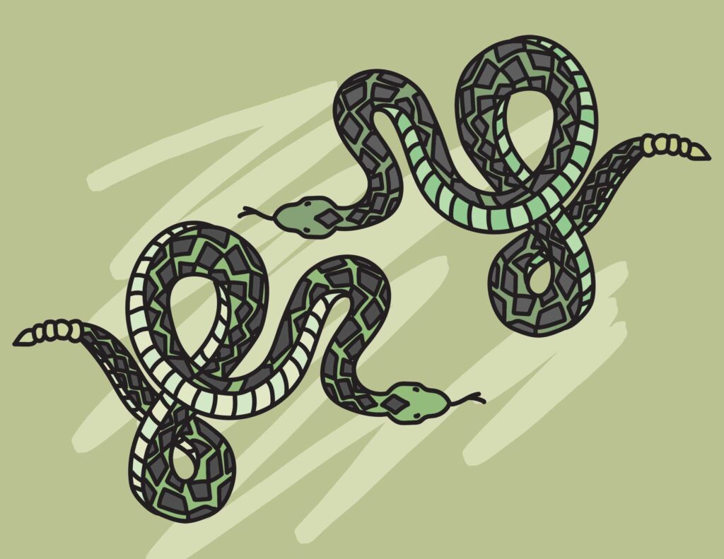 Rattlesnake coloring page